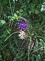 Muscari a toupet - Leopoldia comosa (3)